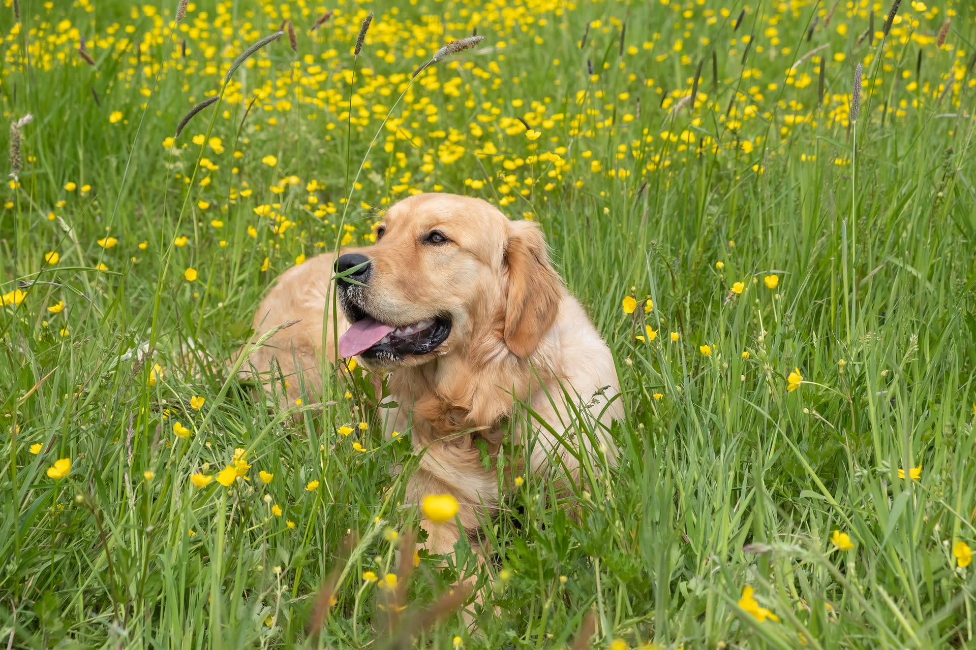 Dog eating grass vomiting yellow bile top